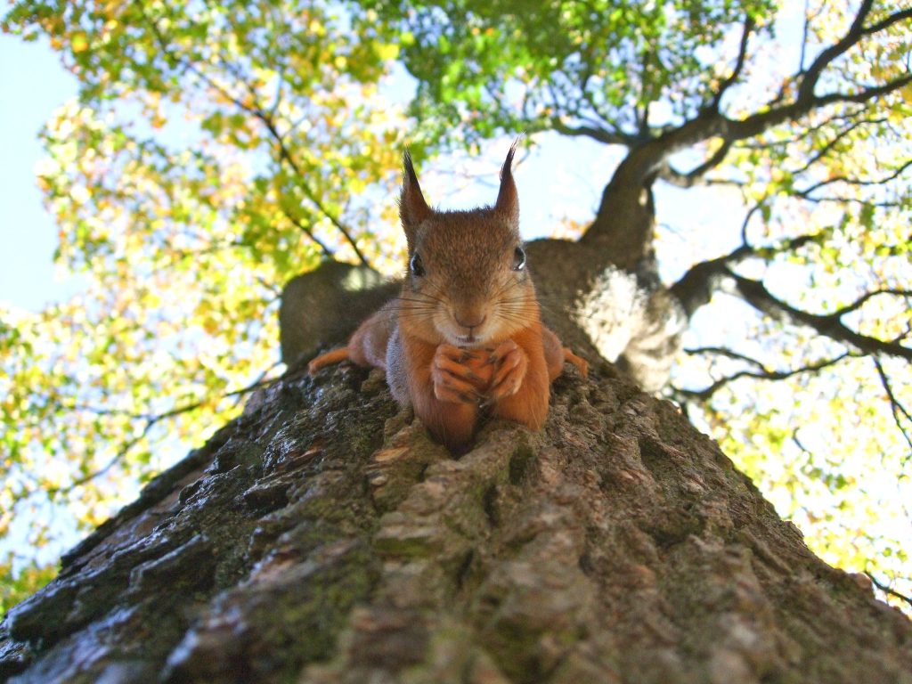 Tree Consulting