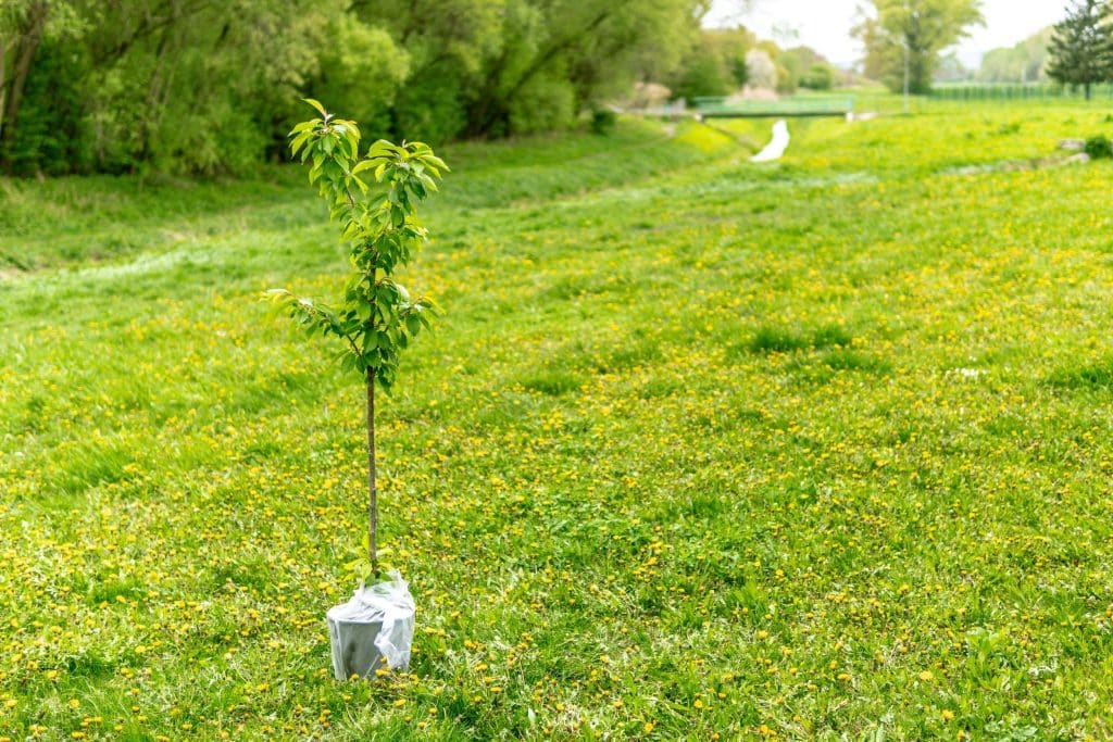 Tree Planting Services