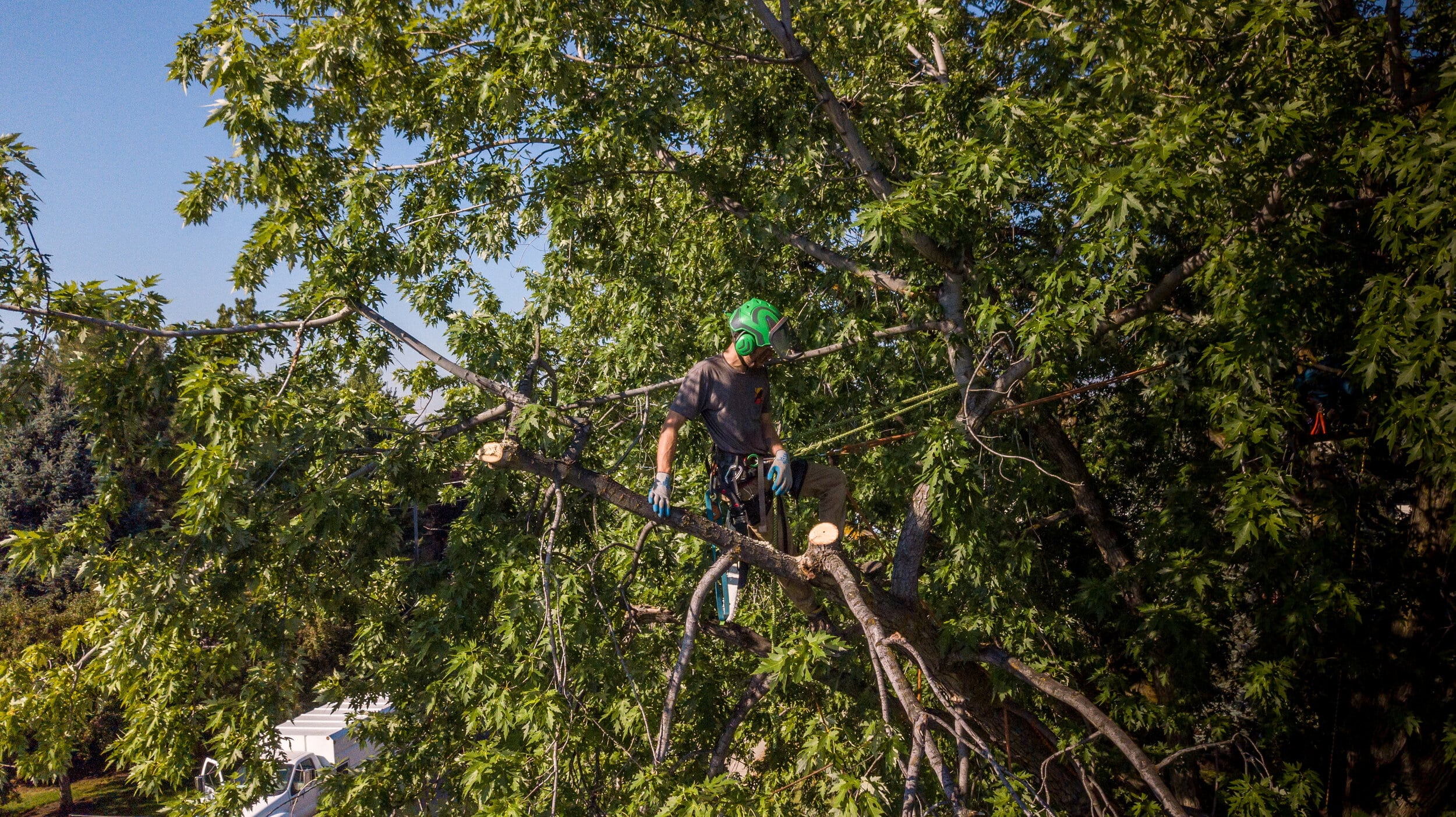 Tree Pruning Service Boise Idaho