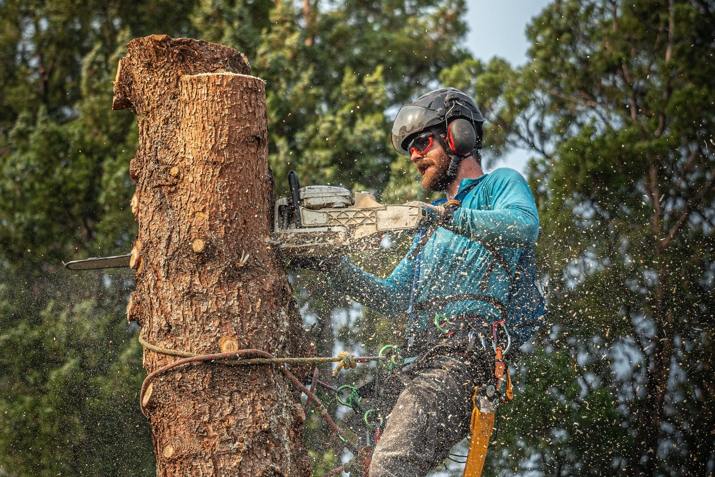 Removing Deadwood